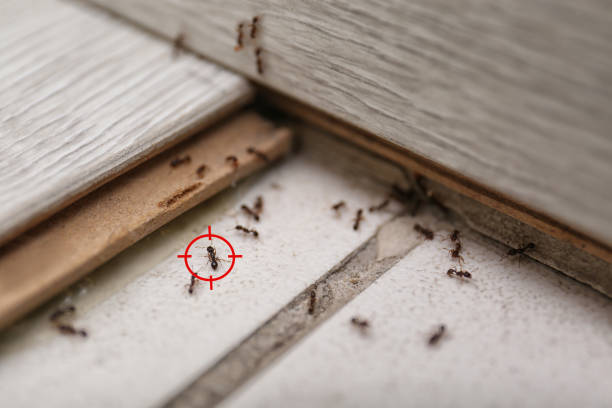 Best Best Pest Control Companies  in Bolivar, OH